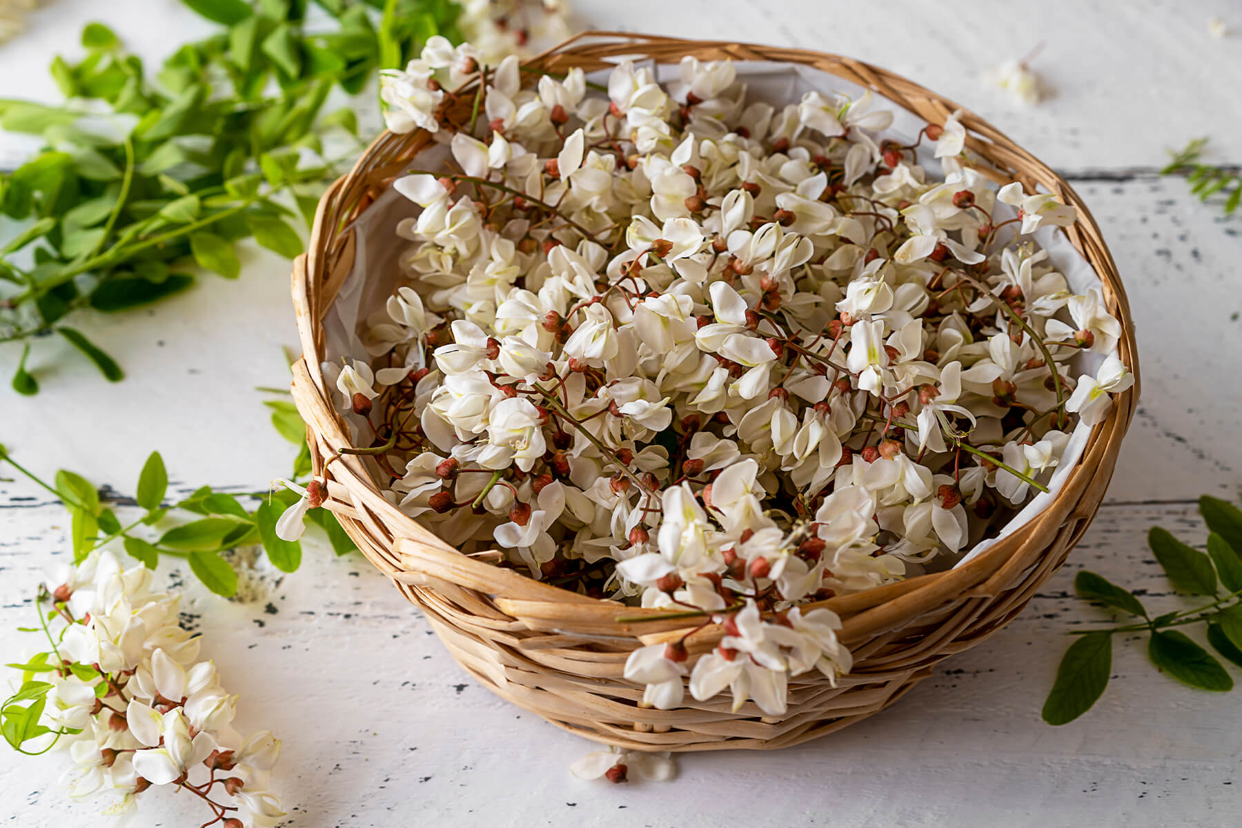 Weidenkorb voller frisch gesammelter weißer Robinienblüten mit rötlichen Stielansätzen auf weißem Holztisch, daneben Zweige mit gefiederten grünen Blättern und einzelne herausgefallene Blüten