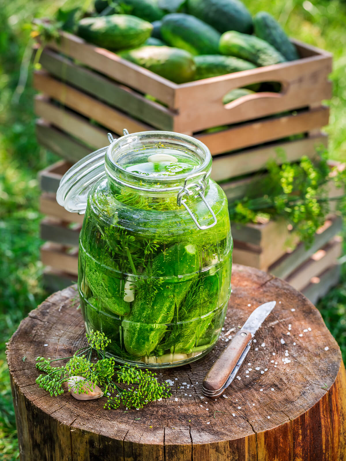 Bügelglas mit ganzen Salzgurken in klarer Salzlake, Dill und Knoblauch, dahinter eine Kiste frisch geernteter Gurken