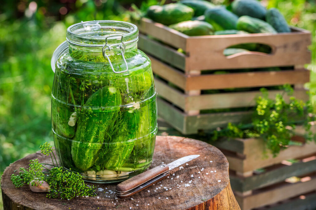 Großes Bügelglas mit ganzen Salzgurken in klarer Salzlake, Dill und Knoblauch, daneben eine Kiste frischer Gurken