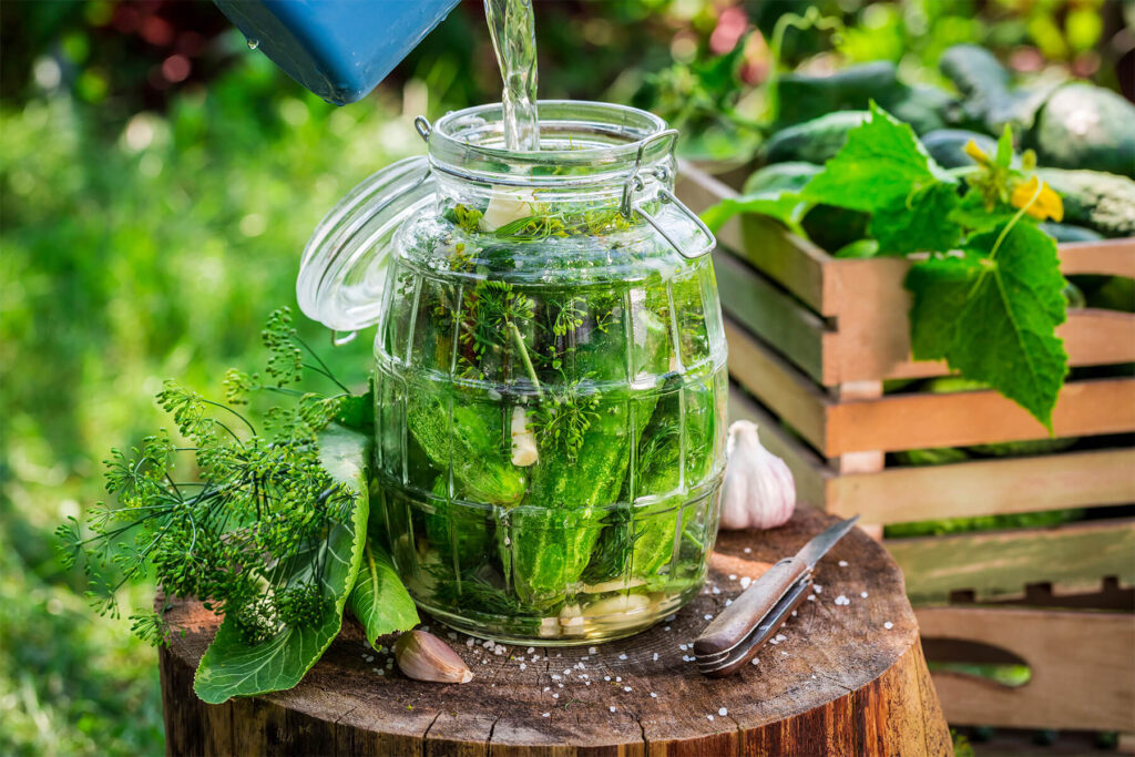 Salzlake wird aus einer Kanne über die eingeschichteten Gurken mit Dill und Knoblauch ins Glas gegossen