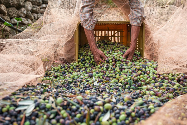 Hände schütten frisch geerntete Oliven aus einer gelben Kunststoffkiste auf ein ausgelegtes Erntenetz, grüne, violette und schwarze Früchte mit Blättern dazwischen