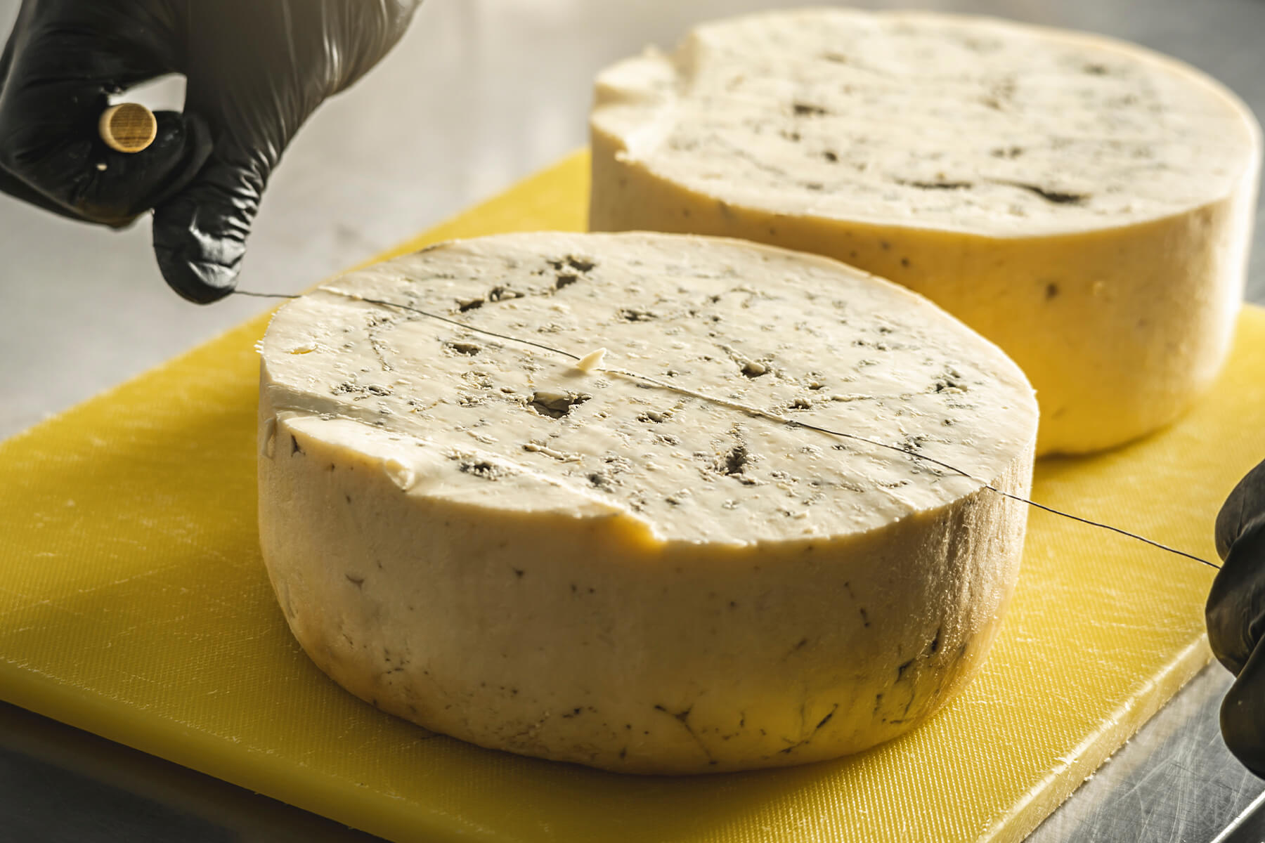 Käsedraht mit Holzgriffen wird mittig in die Oberseite eines großen runden Gorgonzola-Laibs gedrückt, die Hände stecken in schwarzen Handschuhen