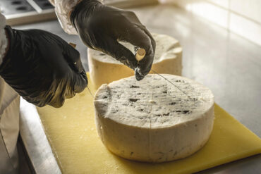 Käsedraht mit Holzgriffen schneidet durch die Rinde eines großen Gorgonzola-Laibs, an der Oberseite Marmorierung und Spuren der Einstiche