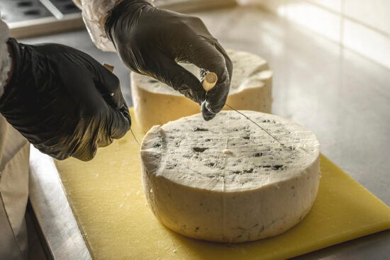 Käsedraht mit Holzgriffen schneidet durch die Rinde eines großen Gorgonzola-Laibs, an der Oberseite Marmorierung und Spuren der Einstiche