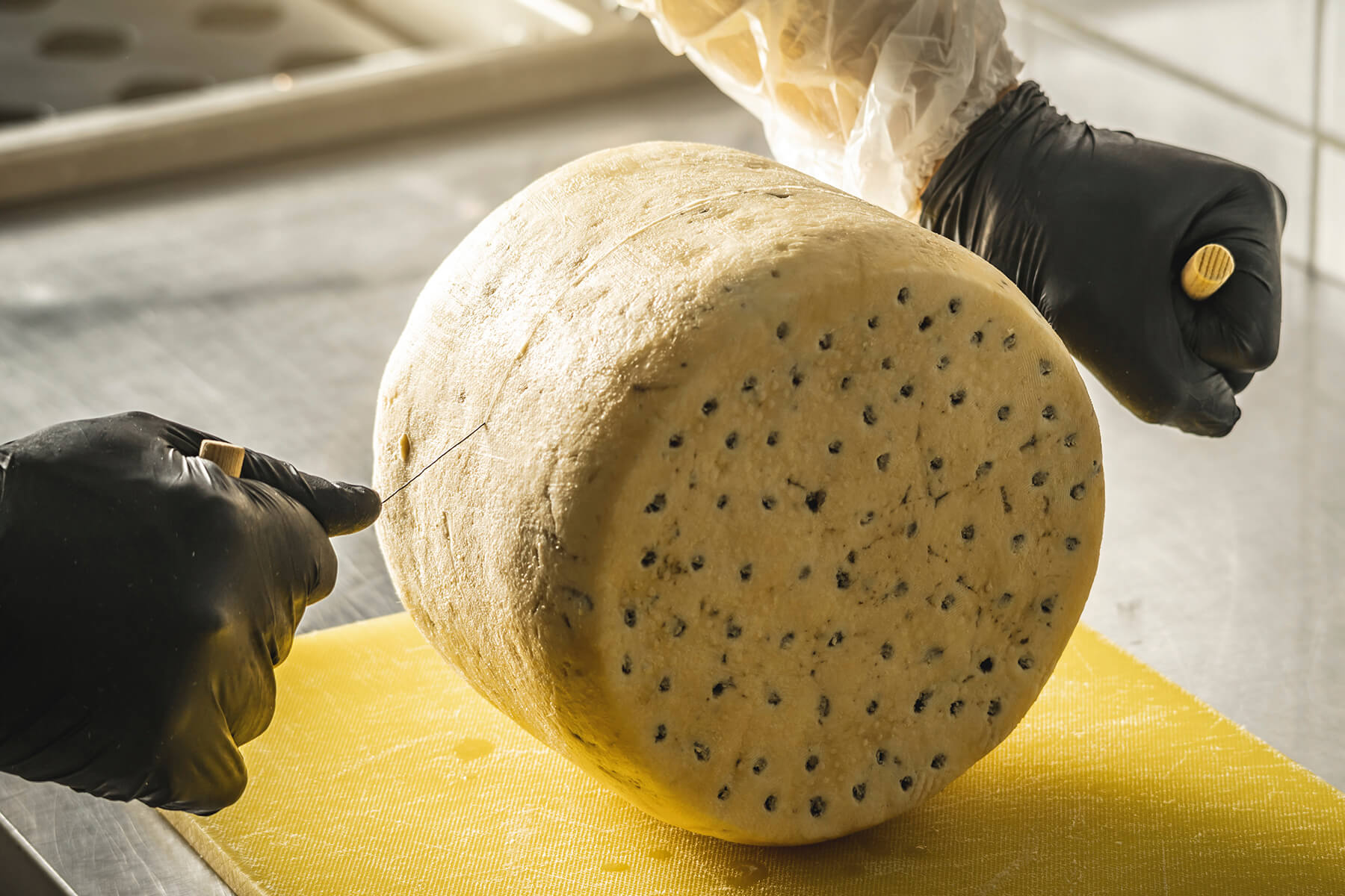 Käsedraht steckt etwa ein Viertel tief in der Seite eines großen Gorgonzola-Laibs, eine Hand hält den Holzgriff auf Abstand zum Käse