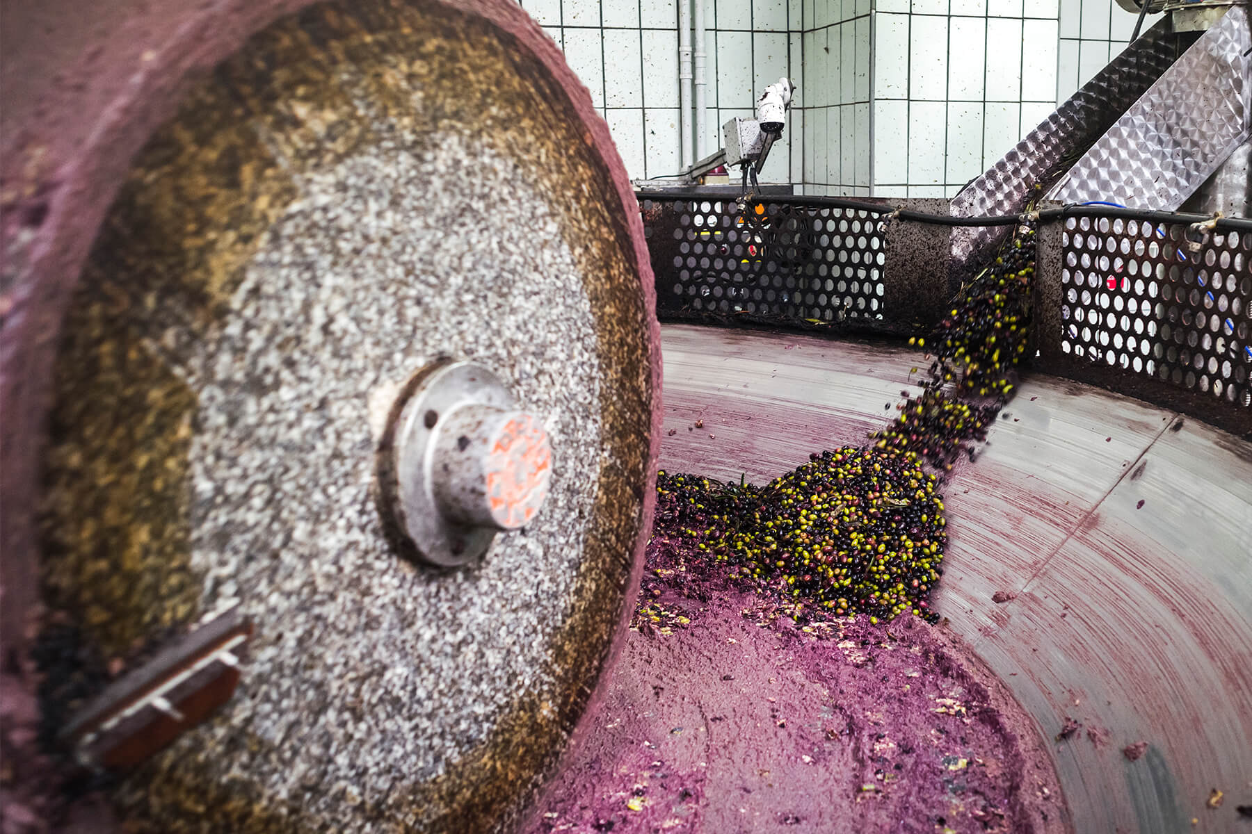 Eine schwere Granitwalze rollt durch violette Olivenpaste in einer runden Mühlschale, aus einer Rutsche fallen frische grüne und dunkle Oliven nach