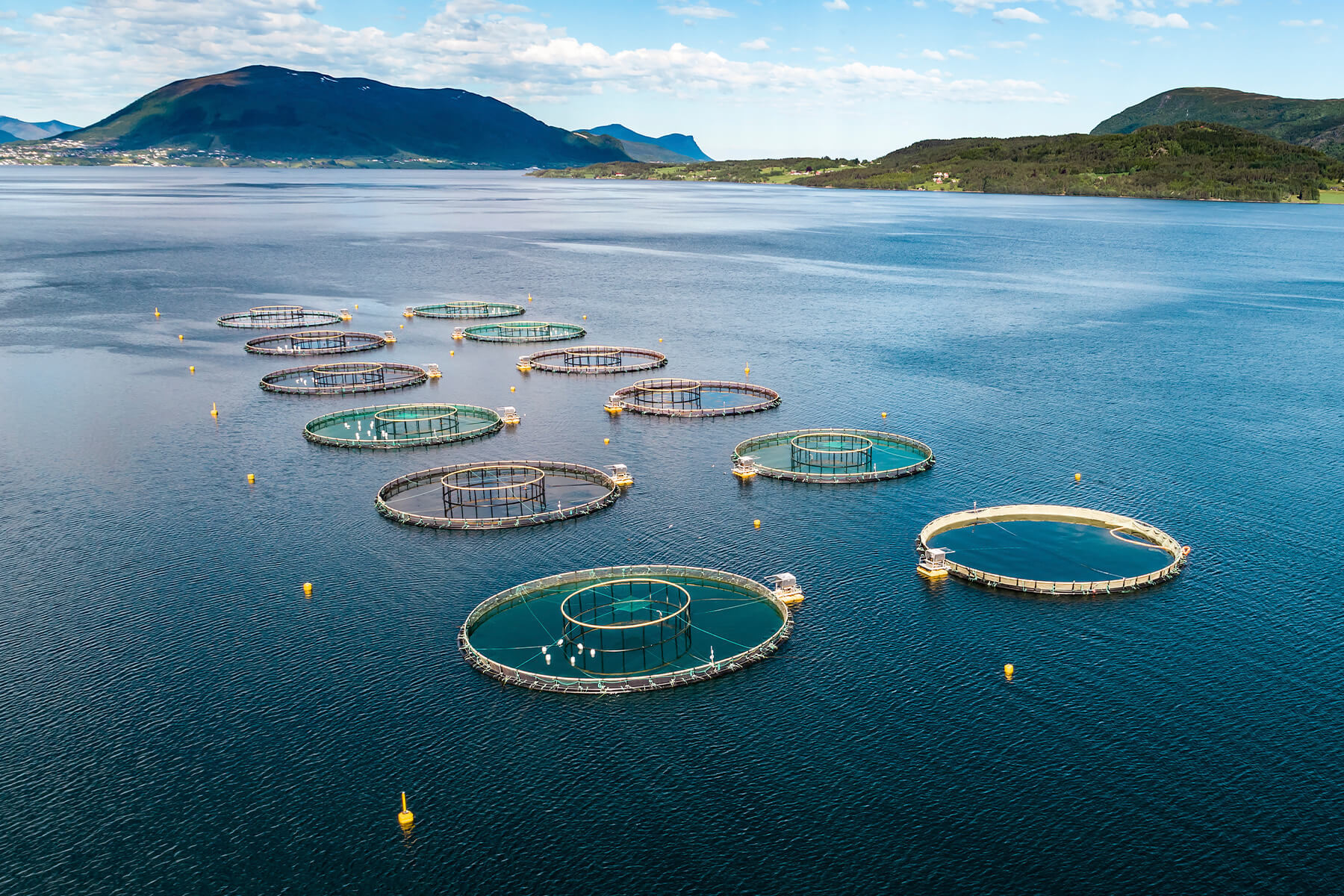Luftbild runder Netzgehege mit inneren Ringen in einem breiten Fjord, am Ufer Dörfer und Berge