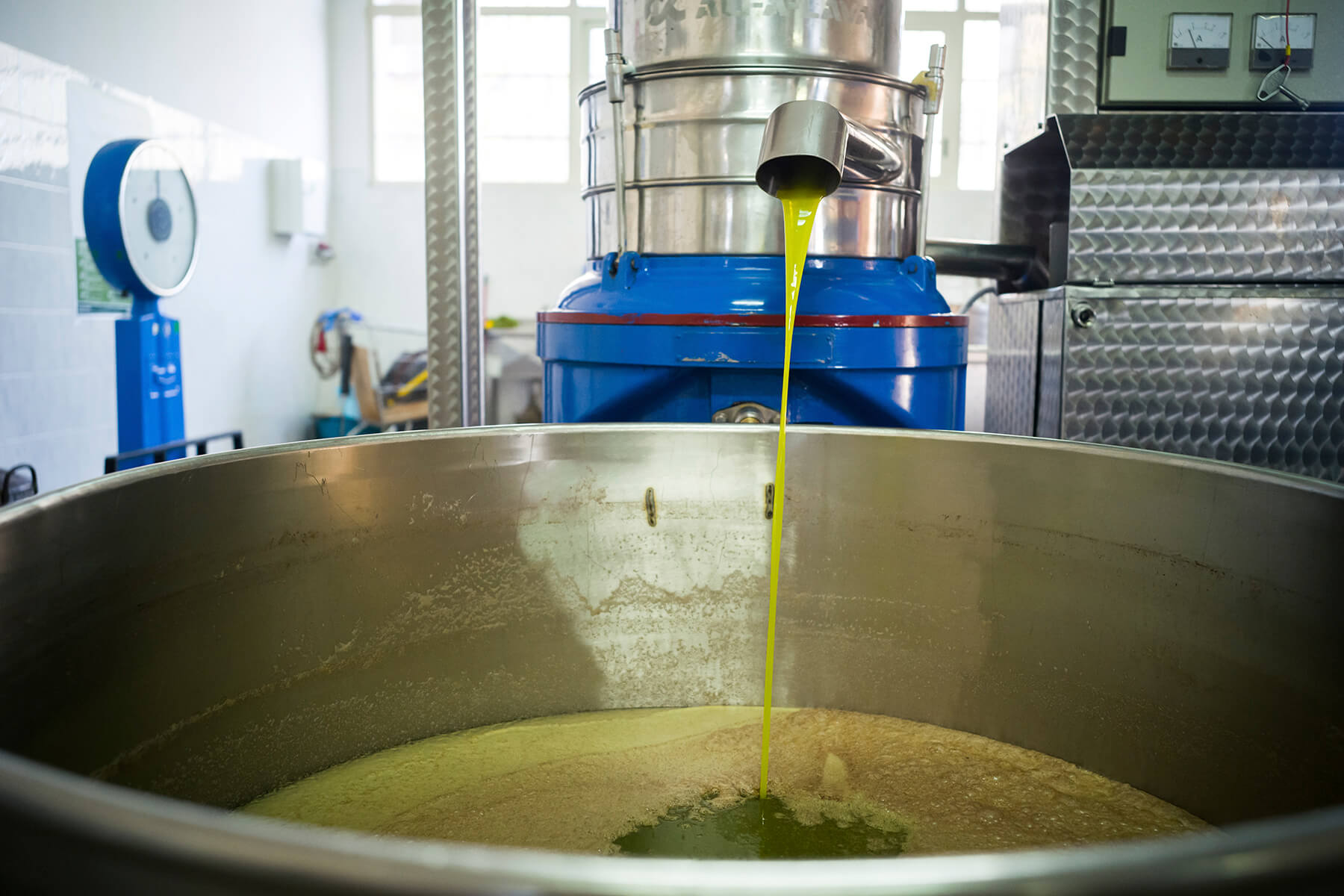 Aus dem Auslauf eines stehenden Separators läuft ein leuchtend gelbgrüner Strahl frisches Olivenöl in einen großen Edelstahlbehälter
